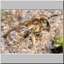 Halictus subauratus ~ Seladonia - Furchenbiene 01 7mm.jpg
